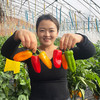 农家自种新鲜迷你水果彩椒 甜脆不辣水分足 适合生吃 沙拉 时令蔬菜 200g 商品缩略图1