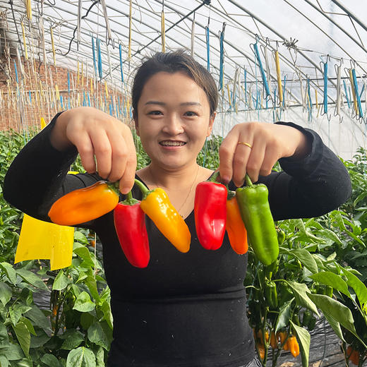 农家自种新鲜迷你水果彩椒 甜脆不辣水分足 适合生吃 沙拉 时令蔬菜 200g 商品图1