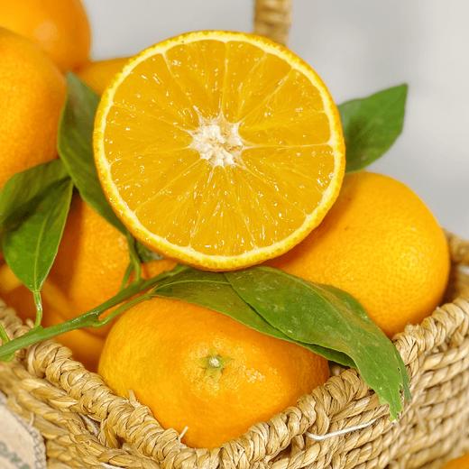 福建红美人 商品图2