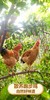 老家有地（400天老母鸡）净重1200g-1350g 商品缩略图0
