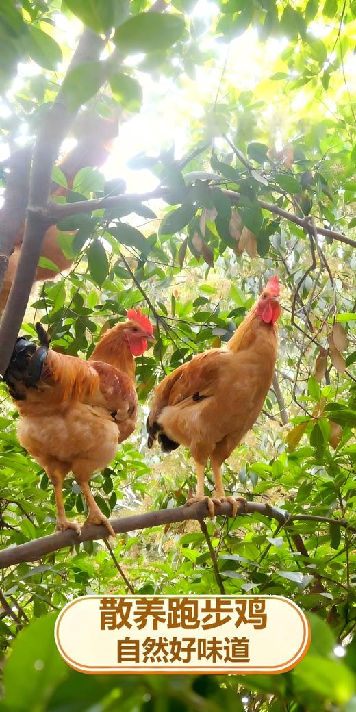 老家有地（400天老母鸡）净重1200g-1350g 商品图0