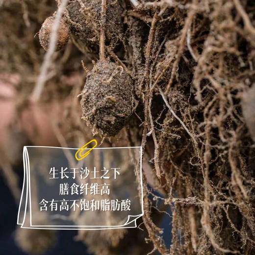 布鲁沐沙油莎豆·本豆 252g/罐 熟食 商品图1