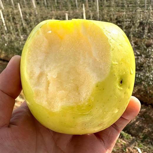 妙耕有机苹果瑕疵果（阿珍富士&瑞雪）产地：陕西 【基地直发】 商品图5