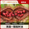 胭脂树油Arnotto原料批发 SPA按摩植物油基础油 美容院按摩油批发 商品缩略图0