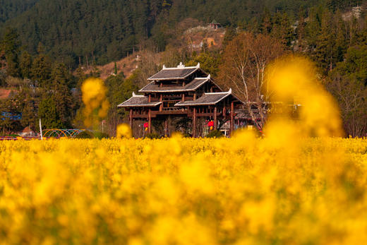 多彩贵州：平坝樱花、金海雪山、苗乡风情 6天 商品图5