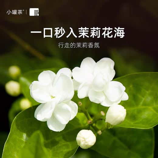小罐茶 茉莉花茶(经典)4g*10罐装  茉莉花茶(畅享) 4g*10罐装 花茶  商品图2