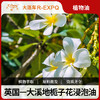 大溪地栀子花浸泡油 Gardenia Infused原料批发 SPA按摩油基础油 商品缩略图0
