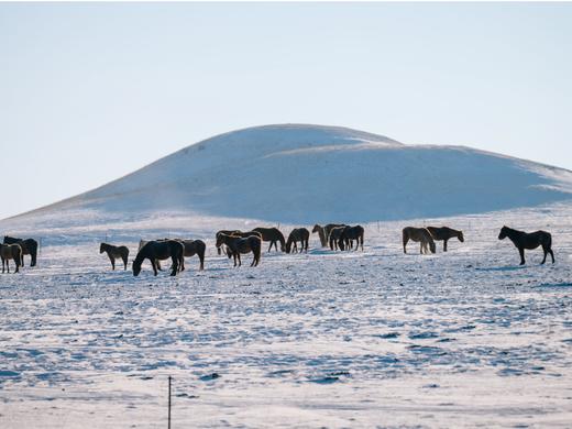 呼伦牧雪 | 内蒙呼伦贝尔阿尔山冬季6日 商品图12
