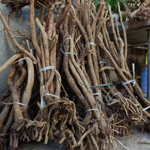 【野生黄芪】正宗野生黄芪 新货包邮 商品图8