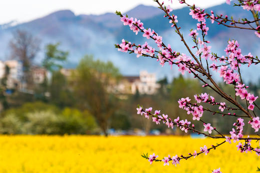 多彩贵州：平坝樱花、金海雪山、苗乡风情 6天 商品图1