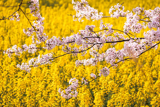 多彩贵州：平坝樱花、金海雪山、苗乡风情 6天 商品图8