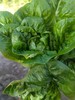有机孔雀菜300g 商品缩略图1