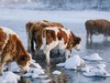 呼伦牧雪 | 内蒙呼伦贝尔阿尔山冬季6日 商品缩略图10