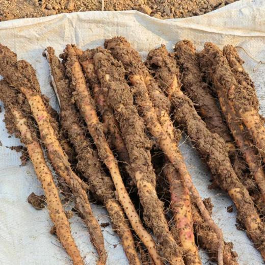 【同行精选】生态铁棍山药冻干粉120g/盒   低温打粉  细腻绵滑 商品图5