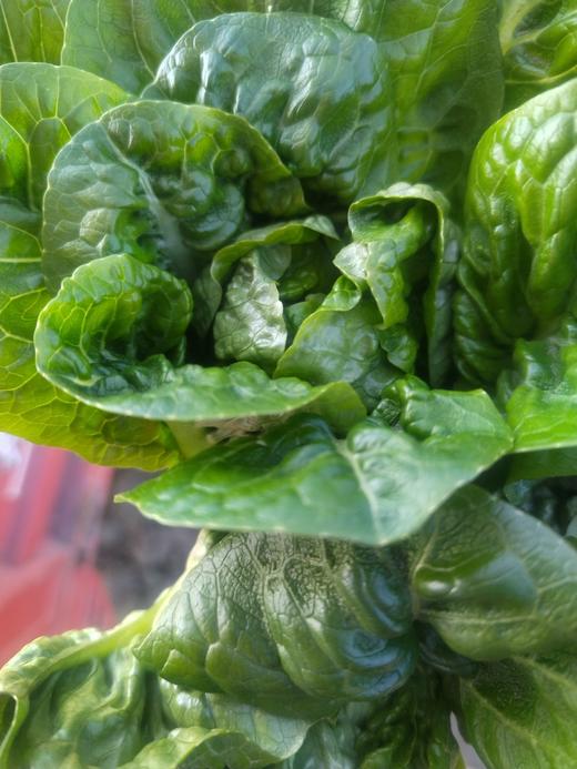 有机孔雀菜300g 商品图2