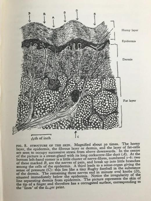 1928年 人体图鉴 27幅插图 漆布精装大32开 书脊封底烫金压花 商品图12