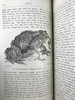 1920年 两栖与爬行动物图鉴 181幅插图 漆布精装大32开 商品缩略图8