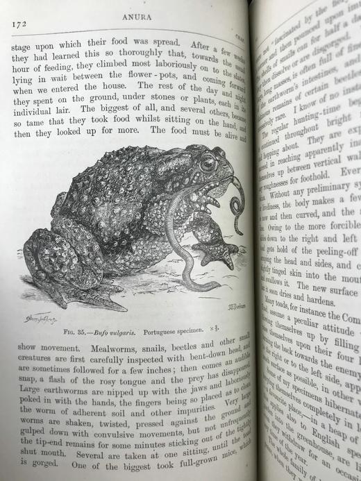 1920年 两栖与爬行动物图鉴 181幅插图 漆布精装大32开 商品图8