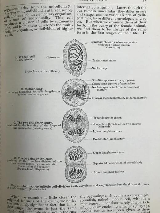 1923年 人类进化的科学研究（全2卷合订本） 408幅版画插图 漆布精装大32开 商品图12