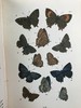 1888年 科尔曼《英国蝴蝶图鉴》 15页版画插图 漆布精装32开 商品缩略图5