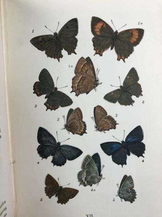 1888年 科尔曼《英国蝴蝶图鉴》 15页版画插图 漆布精装32开 商品图5