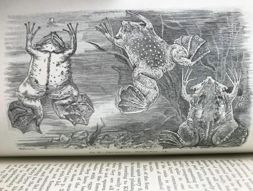 1920年 两栖与爬行动物图鉴 181幅插图 漆布精装大32开 商品图10