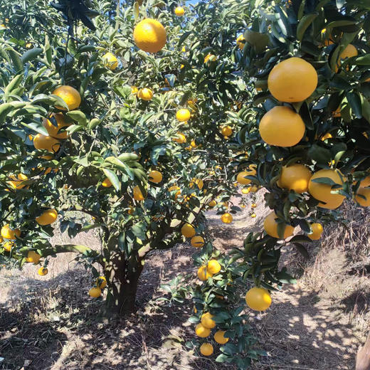 福建纯甜甜心柚5斤/10斤礼盒装 商品图1