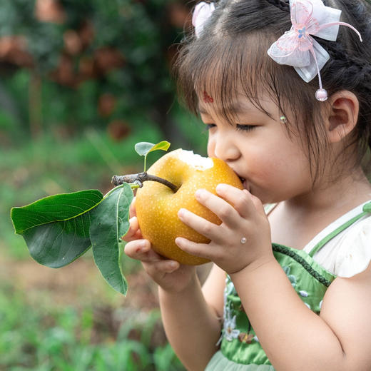 【莱西秋月梨】皮薄、果肉细脆，汁多味甜， 商品图2