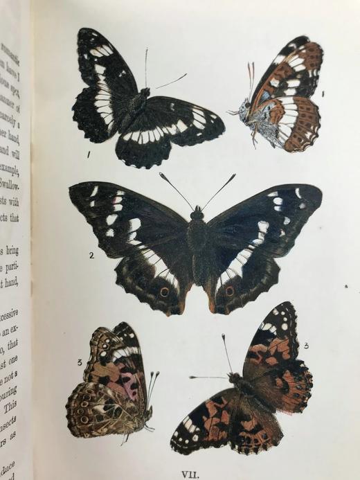 1888年 科尔曼《英国蝴蝶图鉴》 15页版画插图 漆布精装32开 商品图10