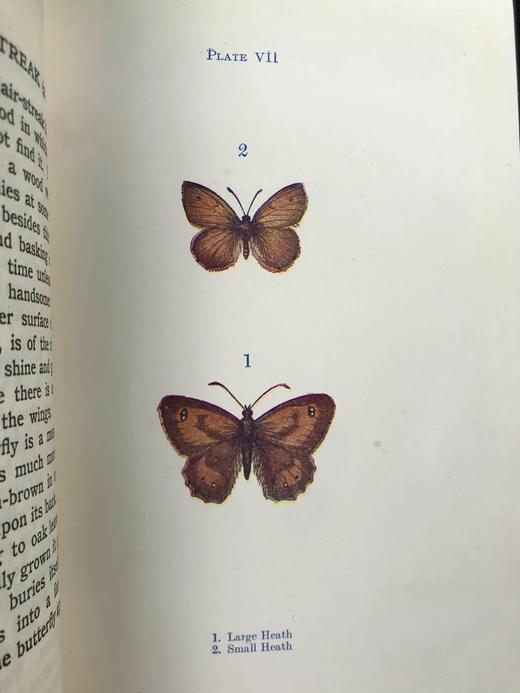 约20世纪早期 蝴蝶与飞蛾图鉴 48幅彩色插图 漆布精装32开 商品图7