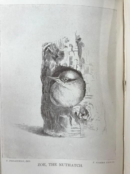 1891年 布莱特温夫人《以善意赢得的野生自然》 17幅插图 真皮精装36开 商品图11