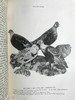 1912年 诺森伯兰和东部边界鸟类图集 27幅插图 漆布精装大32开 商品缩略图11