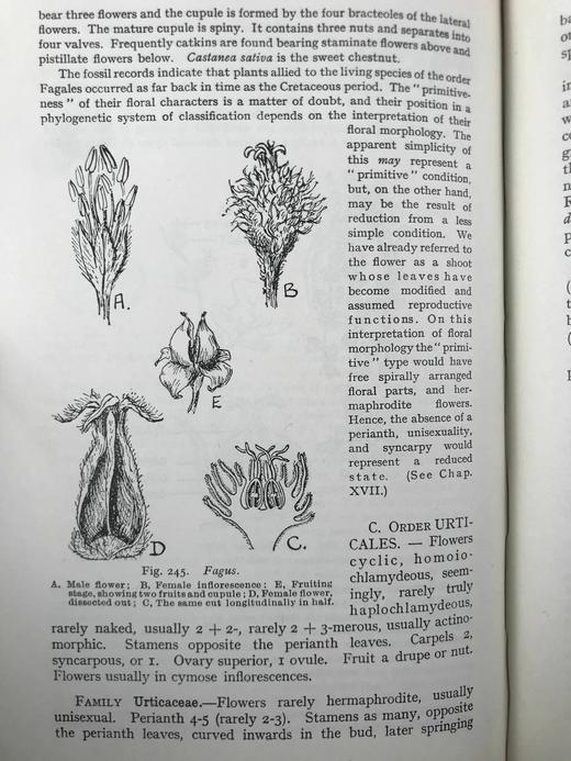 1959年 植物学教材 410幅插图 精装大32开 商品图10