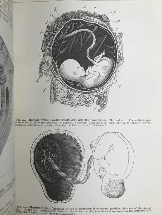 1923年 人类进化的科学研究（全2卷合订本） 408幅版画插图 漆布精装大32开 商品图6