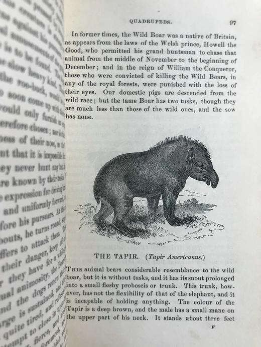 1843年 趣味博物学家 350余幅版画插图 全真皮精装32开 商品图7