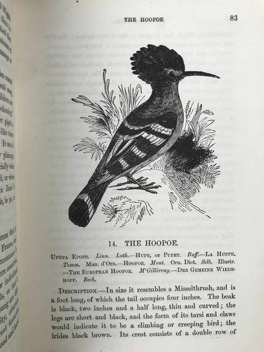 约19世纪后期 笼养鸟类指南 10余幅版画插图 漆布精装36开 商品图11