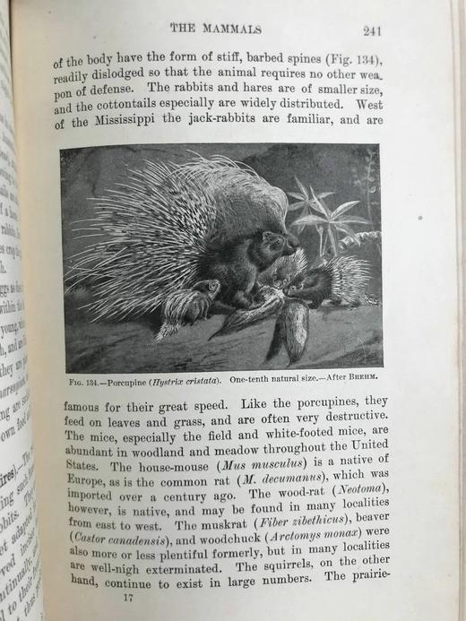 1903年 动物研究 259幅插图 漆布精装32开 商品图10
