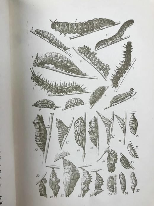 1888年 科尔曼《英国蝴蝶图鉴》 15页版画插图 漆布精装32开 商品图14