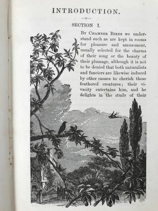 约19世纪后期 笼养鸟类指南 10余幅版画插图 漆布精装36开 商品图7