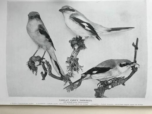 1912年 诺森伯兰和东部边界鸟类图集 27幅插图 漆布精装大32开 商品图7