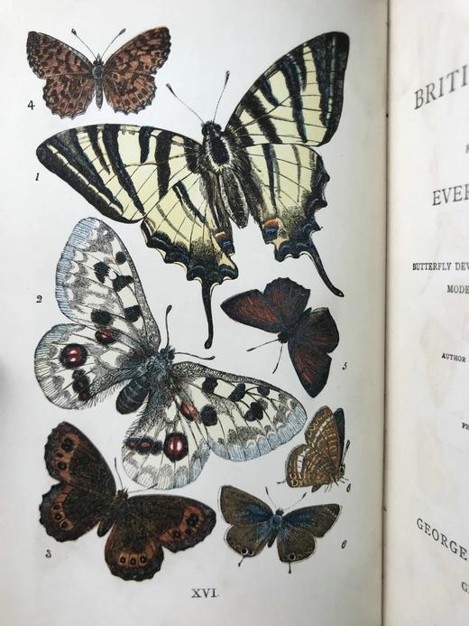 1888年 科尔曼《英国蝴蝶图鉴》 15页版画插图 漆布精装32开 商品图2