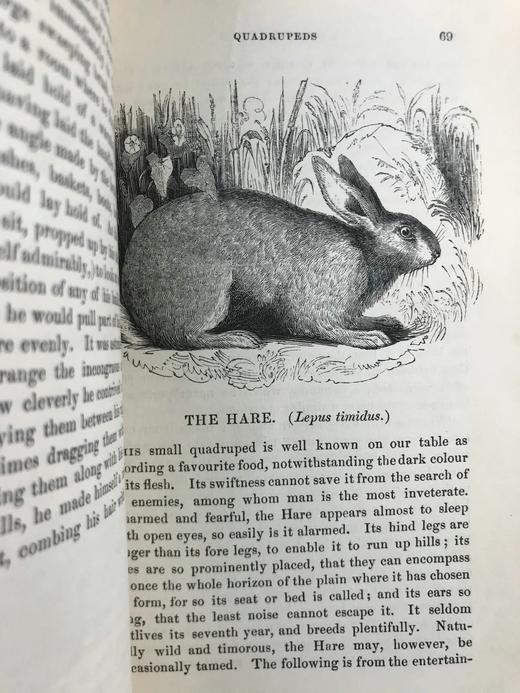 1843年 趣味博物学家 350余幅版画插图 全真皮精装32开 商品图14