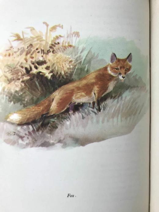 1956年 戴伊《它们行走于野外》 16幅彩色9幅黑白插图 精装大32开 商品图8