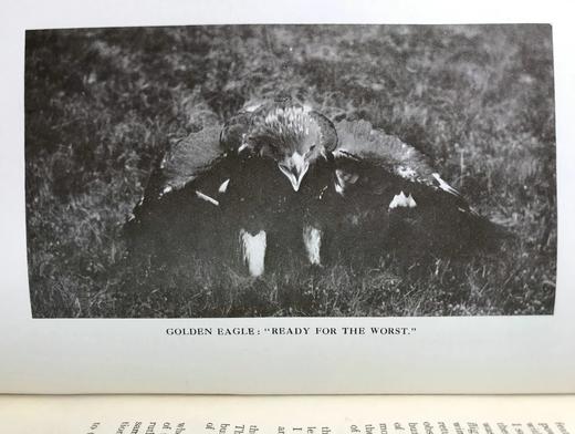 1920年 西顿·戈登《丘陵与峡谷之地：艾奥纳岛与内赫布里底群岛的野生动物》 57幅照片插图 漆布精装18开 商品图11