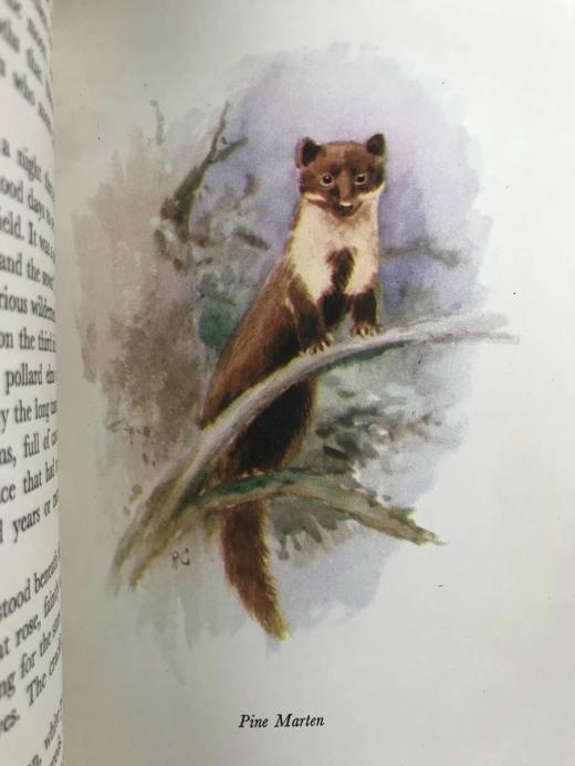 1956年 戴伊《它们行走于野外》 16幅彩色9幅黑白插图 精装大32开 商品图6