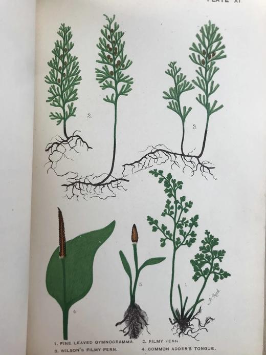 约19世纪后期 兰克斯特夫人《英国蕨类植物图鉴》 16幅套色版画插图 漆布精装32开 商品图10
