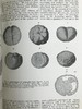 1923年 人类进化的科学研究（全2卷合订本） 408幅版画插图 漆布精装大32开 商品缩略图10