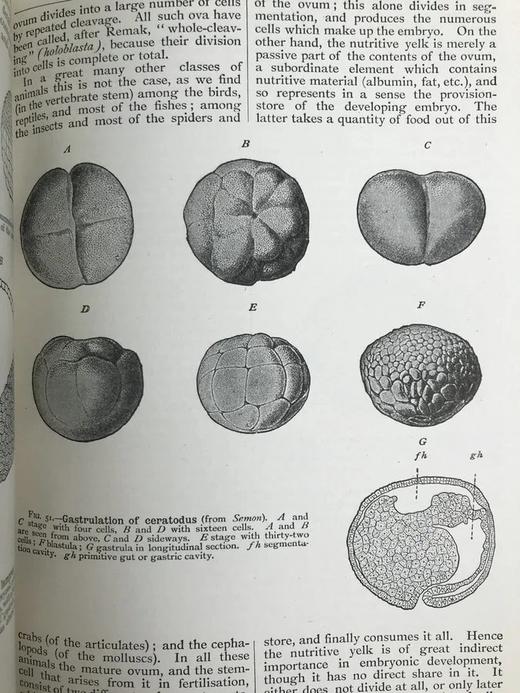 1923年 人类进化的科学研究（全2卷合订本） 408幅版画插图 漆布精装大32开 商品图10