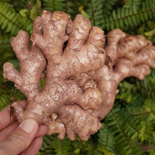 010小黄姜 【冒嫩芽】西双版纳高海拔10个月生长周期 姜中黄金 皮金黄透亮 块根小巧紧实 辛辣中带着淡淡回甘 商品图5