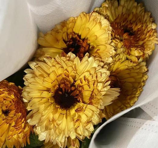 配花 | 金盏菊油画 商品图0